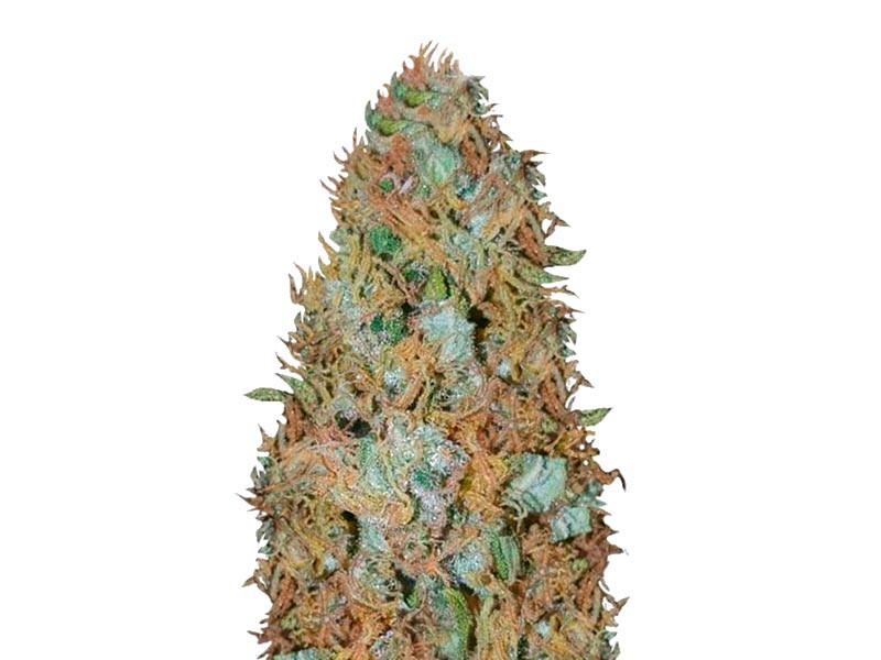 Сорт Incredible Bulk fem Incredible Bulk fem